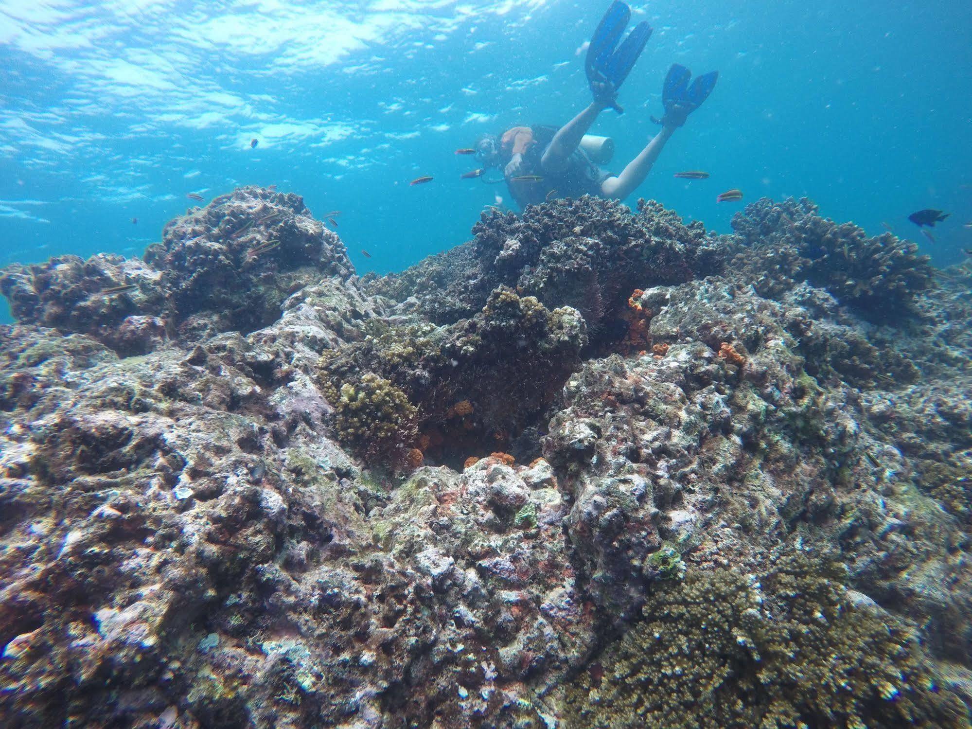 Seagull Cove Boca Chica